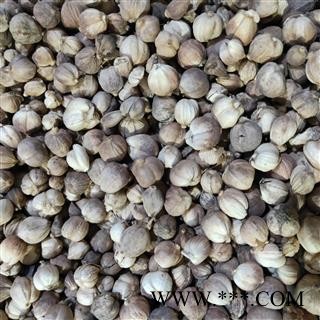 豆蔻 白豆蔻选货 产地 广西壮族自治区图4