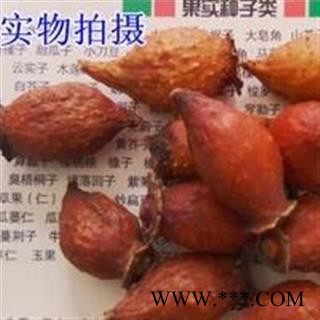 诺源药材行中药材金樱子刺榆子 山石榴图2
