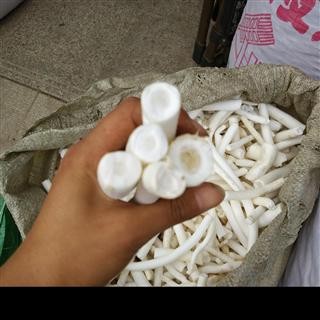 大通草 大个 大片 无加重；图2