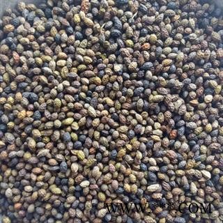 诺源药材行中药材正品优质冷背鸦胆子图2