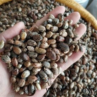 新辉药业正品中药材 蓖麻子 黑蓖麻子 红蓖麻子图3