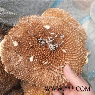 新辉药业葵花盘 向日葵花盘  葵盘图2