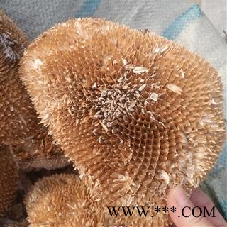 新辉药业葵花盘 向日葵花盘  葵盘图1