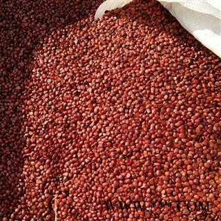 新辉药业枣仁 酸枣仁 国产新货图3