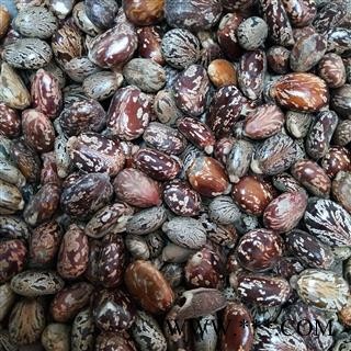 蓖麻子 产地直销新货蓖麻子统货。发货前过筛，干净无杂，实物拍摄 产地 安徽省图4