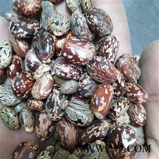 蓖麻子 产地直销新货蓖麻子统货。发货前过筛，干净无杂，实物拍摄 产地 安徽省图3