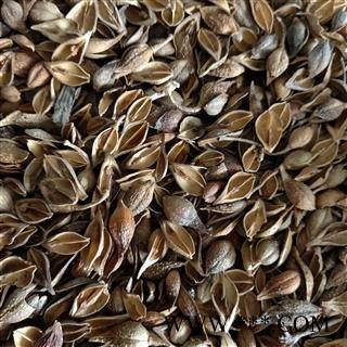 连翘 老翘（黄翘）统货 产地 山西省太原市市辖区图2