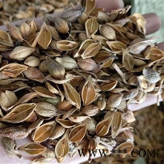 连翘 老翘（黄翘）统货 产地 山西省太原市市辖区图3