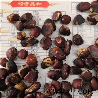 新辉药业正品大枫子 大风子仁  米糠茄  麻风子图2