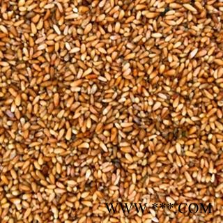 新辉药业优质柏子仁 干净无杂图2