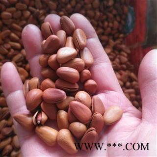 新辉药业松子 东北优质开口红松子 手剥即食图2