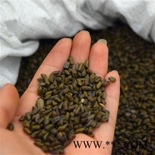 新辉药业优质进口决明子 草决明子图3