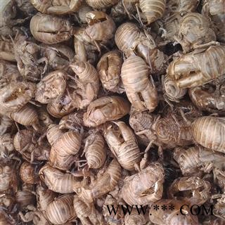 精品干净无杂质蝉蜕净货 质量好 价格低  产地直销 产地 山东省图2