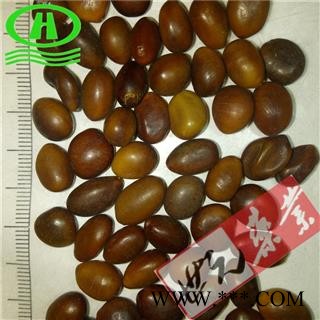 世元药业 皂角子 皂角籽 皂角米 正品 优质 皂荚【全品除尘中药】图2