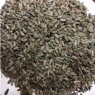 牛蒡子 统 产地 甘肃省张掖市民乐县图3