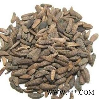 牛蒡子 统 产地 甘肃省张掖市民乐县图2