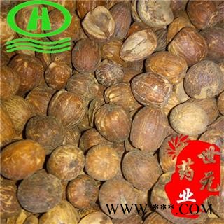 世元药业 橡子 橡实 橡茧 正品 橡籽图2