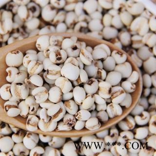 安祁名药薏米 薏苡仁  贵州薏米图3