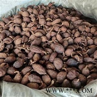 【满包邮】草果 广西精品 药味大 无硫 【专业批发 品质保证】图2