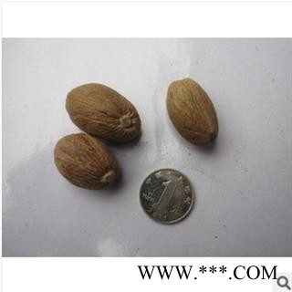 肉豆蔻 大统（优） 产地 海南省海口市市图3