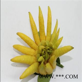 广佛手 广佛手统片 产地 广东省图3