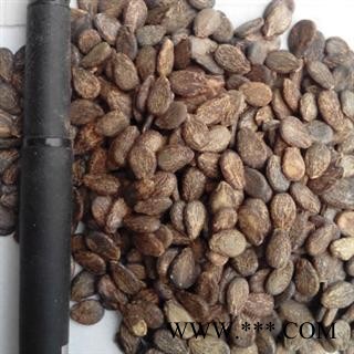 世元药业 西瓜子 【全品除尘中药】图1