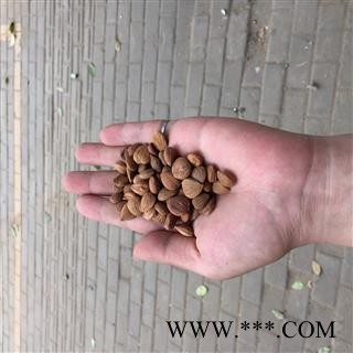 苦杏仁 杏仁 产地 河北省图2