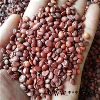 酸枣仁 河北正品 饱满 无杂质 国产 长期批发中药饮片图2