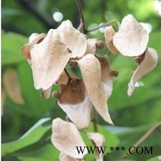 梧桐子 统 产地 安徽省亳州市谯城区图3