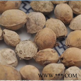 樱桃子 统 产地 安徽省亳州市谯城区图2