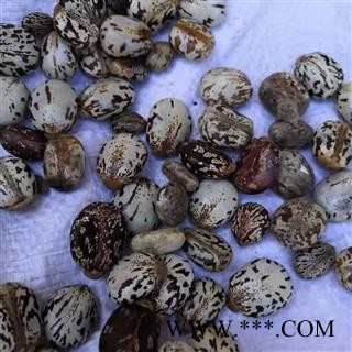 安祁名药蓖麻子  去壳去皮 白蓖麻子 黑蓖麻子 红蓖麻子图2