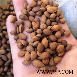 安祁名药药食同源 郁李仁 山梅子 小李仁 郁子图2