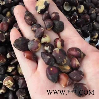 安祁名药正品大枫子 大风子 大风子仁 优质统货图2