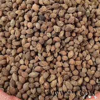 【满包邮】益智仁 广西精品 无硫药味大 【专业批发 品种齐全】图3