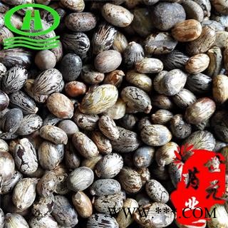 世元药业 蓖麻 正品 黑蓖麻 大麻子 老麻了 草麻图2