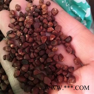 安祁名药马蔺子 蠡实  庵闾子 马楝子图2