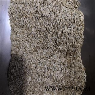 安祁名药正品生菜籽 莴苣子 白巨胜子 新货净货图2