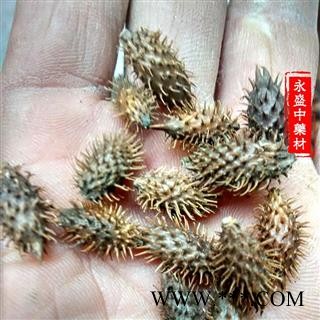 苍耳子 苍耳子后期黄褐色统货 产地 河南省南阳市