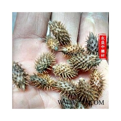苍耳子 苍耳子后期黄褐色统货 产地 河南省南阳市