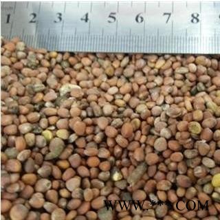 莱菔子 统 产地 河南省三门峡市渑池县图3