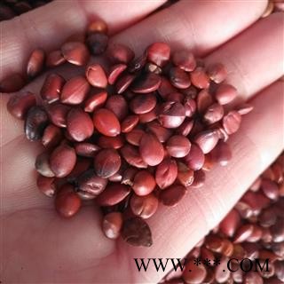 安祁名药正品国产枣仁 酸枣仁  正品实拍