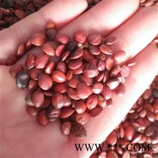 安祁名药正品国产枣仁 酸枣仁  正品实拍图2