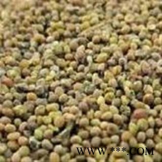 菟丝子 选装 产地 甘肃省图2