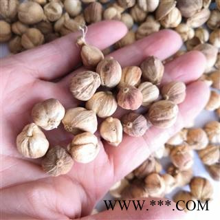 安祁名药优质调料白豆蔻 豆蔻   草豆蔻图2