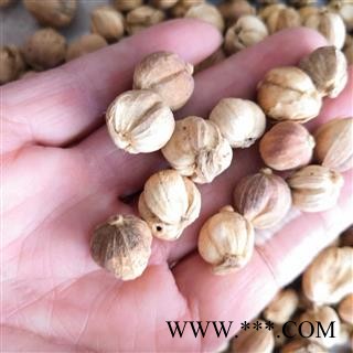 安祁名药优质调料白豆蔻 豆蔻   草豆蔻图3