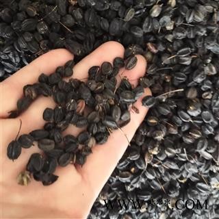 安祁名药正品刺五加 刺五加籽 优质无硫图3