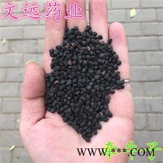 二丑 牵牛子黑丑二丑 产地 河南省图2