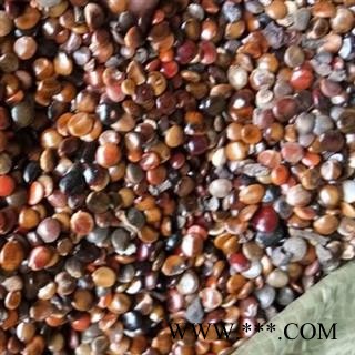 络石藤 拐枣 枳椇子 统货 产地 河北省 娟子中药图2