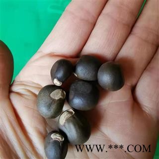 九盛堂中药材文冠果 文冠木 文官果 土木瓜 温旦革子图4