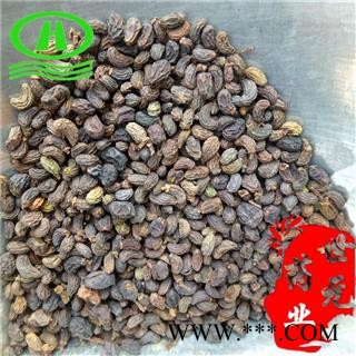 世元药业 女贞子 水洗 纯月牙女贞子 净货 优质 打折 促销图2